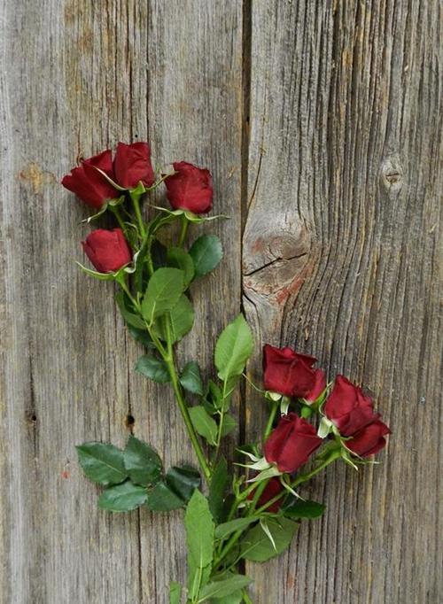 RUBICON   RED SPRAY ROSES